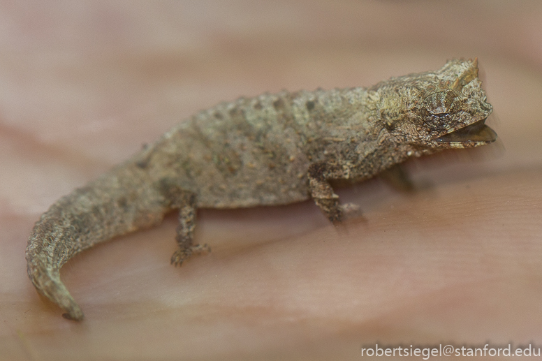 smallest chameleon